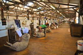 Cooinbil Shearing 039308 © Claire Parks Photography